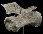 Long Diplodocus Vertebrae On Stand - Wyoming #51391-4